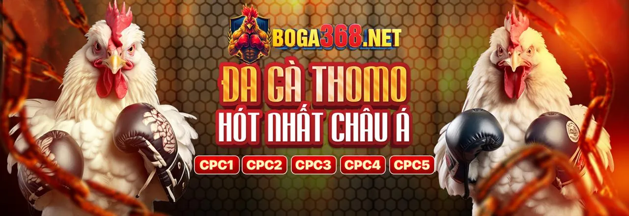 Hình ảnh gà chọi cựa sắt đang chiến đấu dữ dội trên sàn đấu, thể hiện chiến thuật và sức mạnh.